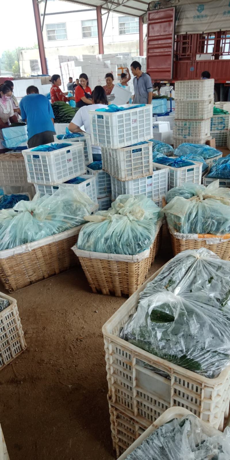 黄瓜应季黄瓜露天种植油皮密刺黄瓜高品质蔬菜