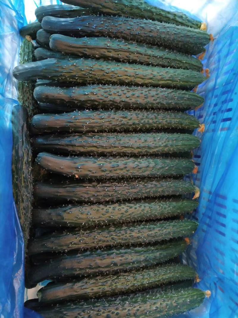 山东精品密刺黄瓜，现摘现发，基地直供，货源充足，实力代办。