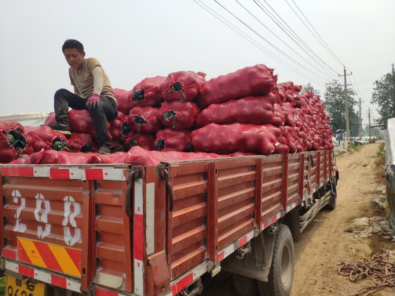 贝贝南瓜产地代办代发全国诚信稳定，可根据客户需求做调整