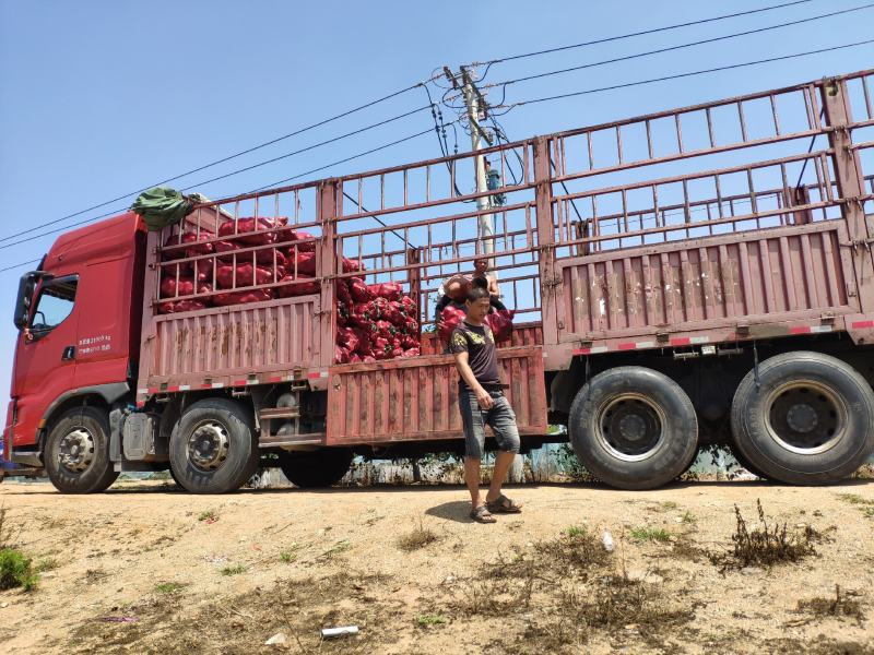 贝贝南瓜产地代办代发全国诚信稳定，可根据客户需求做调整