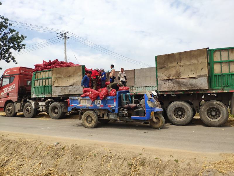 贝贝南瓜产地代办代发全国诚信稳定，可根据客户需求做调整