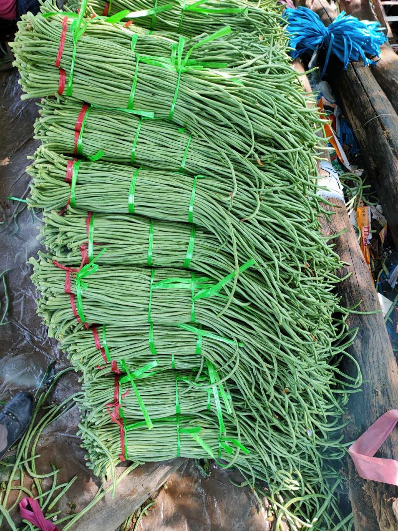 精品优质长豆角大量上市了代发全国各地诚信经营合作共赢