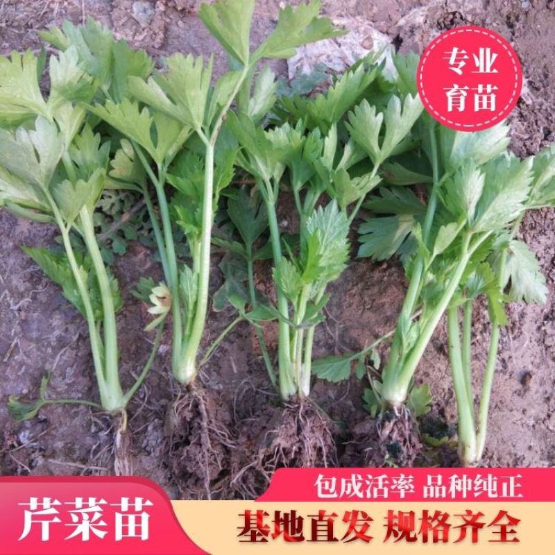 批发芹菜苗，实地考察看货，现挖现发，包成活，包质量包服务