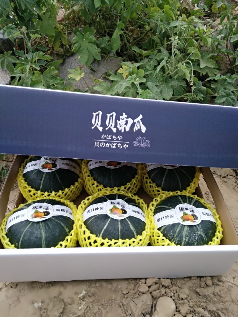 贝贝南瓜礼盒装，对接水果档口，商超，社区团购落地配