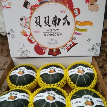 贝贝南瓜礼盒装，对接水果档口，商超，社区团购落地配