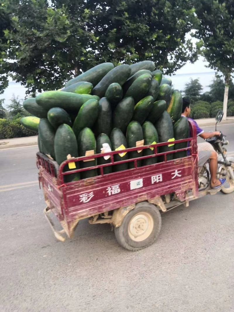 黑皮冬瓜，20斤起步，产地直供，代办代发