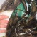 野生斑鳜，老虎鳜，圆筒鳜