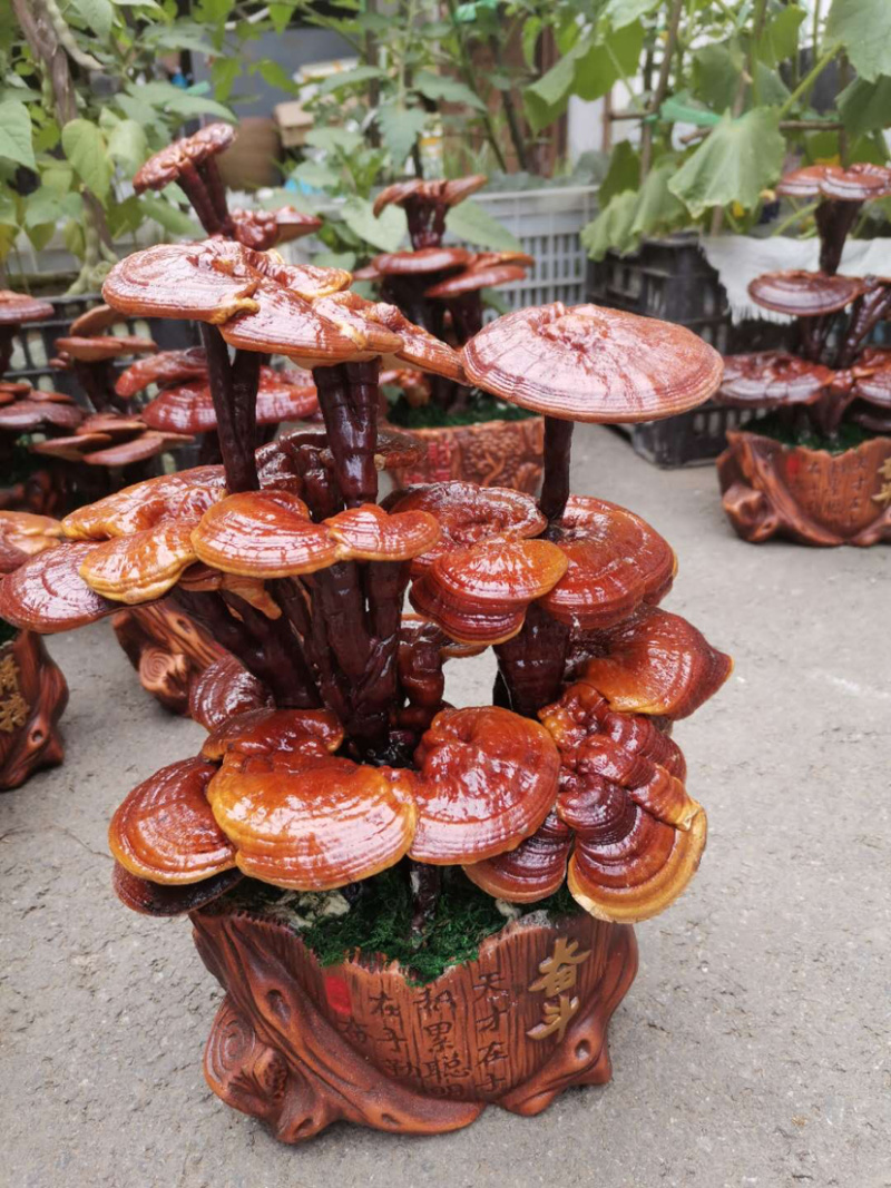 灵芝盆景不用浇水施肥不用换土你只管欣赏就好，脏了擦一擦