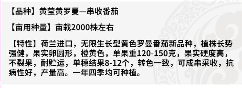 红罗曼番茄种子串收番茄种籽黄罗曼高产抗病