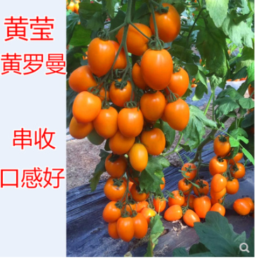 红罗曼番茄种子串收番茄种籽黄罗曼高产抗病