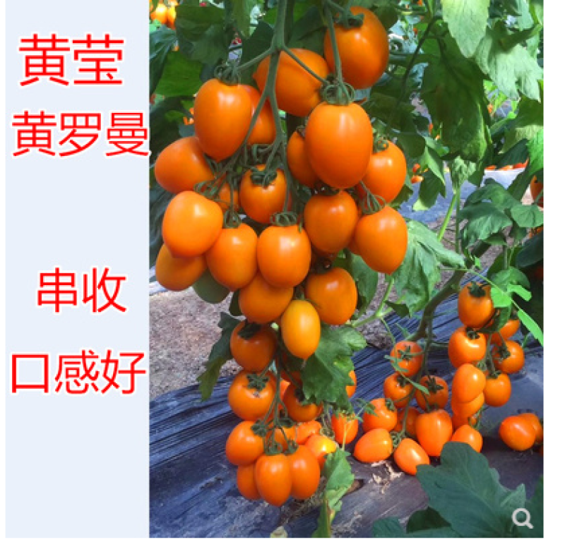 红罗曼番茄种子串收番茄种籽黄罗曼高产抗病