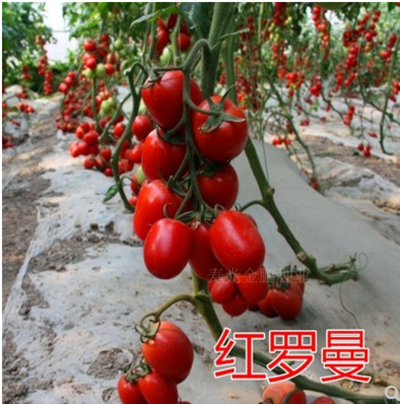 红罗曼番茄种子串收番茄种籽黄罗曼高产抗病