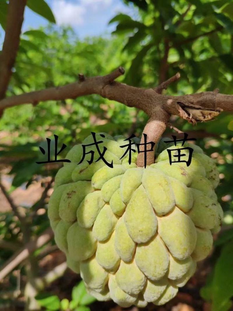 泰国大目释迦苗番荔枝苗释迦果苗樟林林檎牛奶释迦果