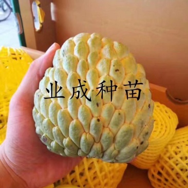 泰国大目释迦苗番荔枝苗释迦果苗樟林林檎牛奶释迦果