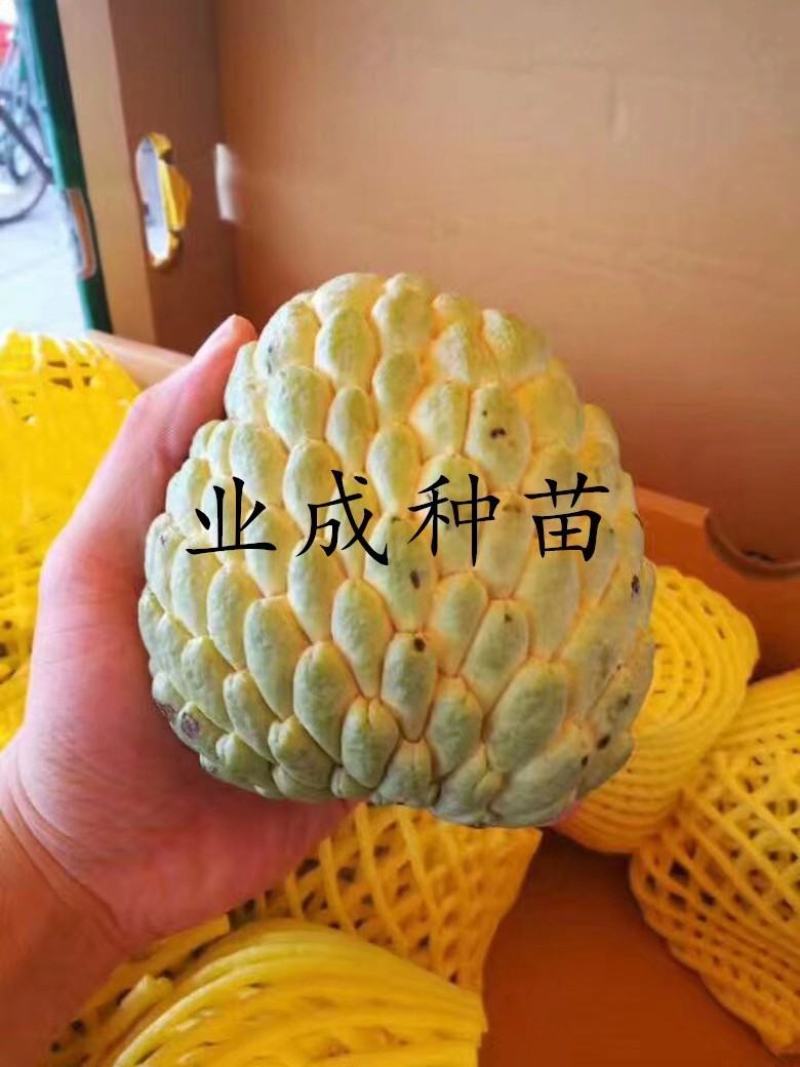 泰国大目释迦苗番荔枝苗释迦果苗樟林林檎牛奶释迦果