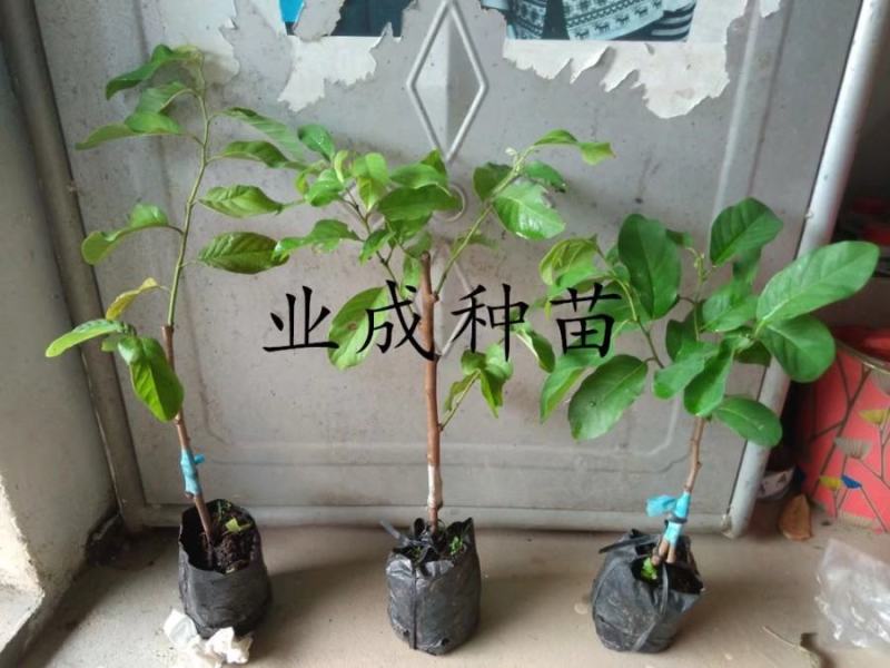 泰国大目释迦苗番荔枝苗释迦果苗樟林林檎牛奶释迦果