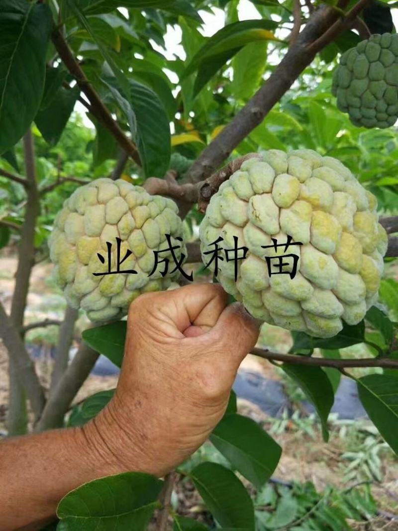 泰国大目释迦苗番荔枝苗释迦果苗樟林林檎牛奶释迦果