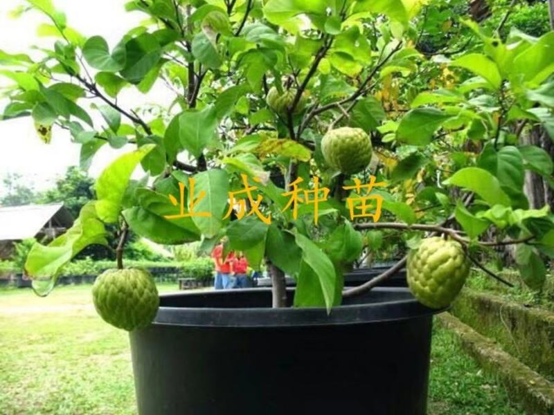 泰国大目释迦苗番荔枝苗释迦果苗樟林林檎牛奶释迦果