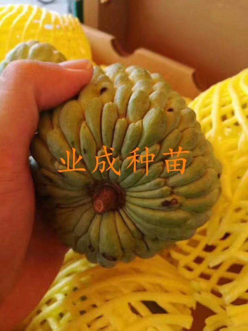 泰国大目释迦苗番荔枝苗释迦果苗樟林林檎牛奶释迦果