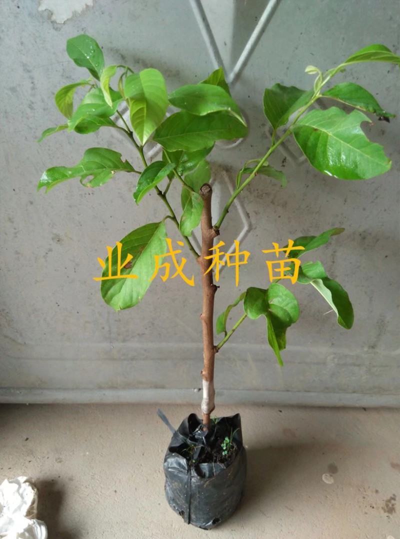 泰国大目释迦苗番荔枝苗释迦果苗樟林林檎牛奶释迦果