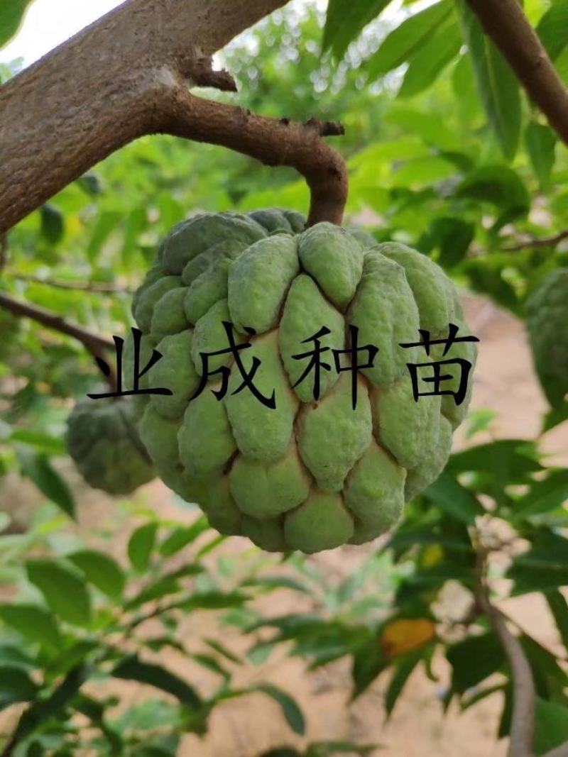 泰国大目释迦苗番荔枝苗释迦果苗樟林林檎牛奶释迦果