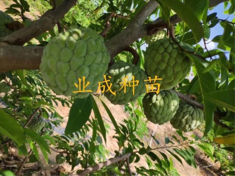 泰国大目释迦苗番荔枝苗释迦果苗樟林林檎牛奶释迦果