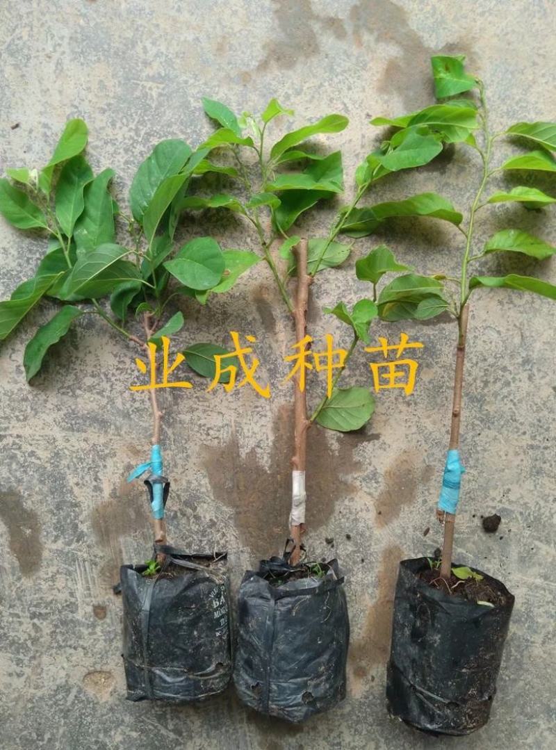 泰国大目释迦苗番荔枝苗释迦果苗樟林林檎牛奶释迦果