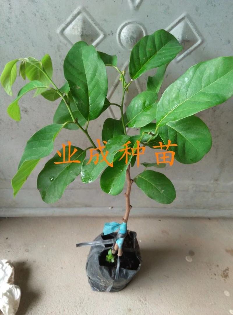 泰国大目释迦苗番荔枝苗释迦果苗樟林林檎牛奶释迦果