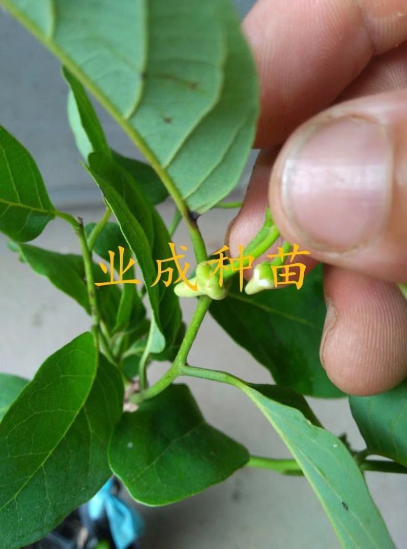 泰国大目释迦苗番荔枝苗释迦果苗樟林林檎牛奶释迦果