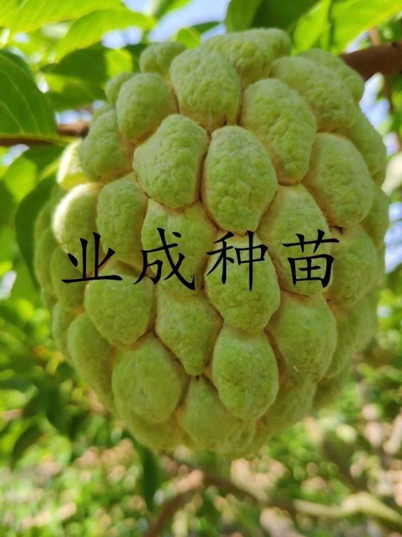 泰国大目释迦苗番荔枝苗释迦果苗樟林林檎牛奶释迦果