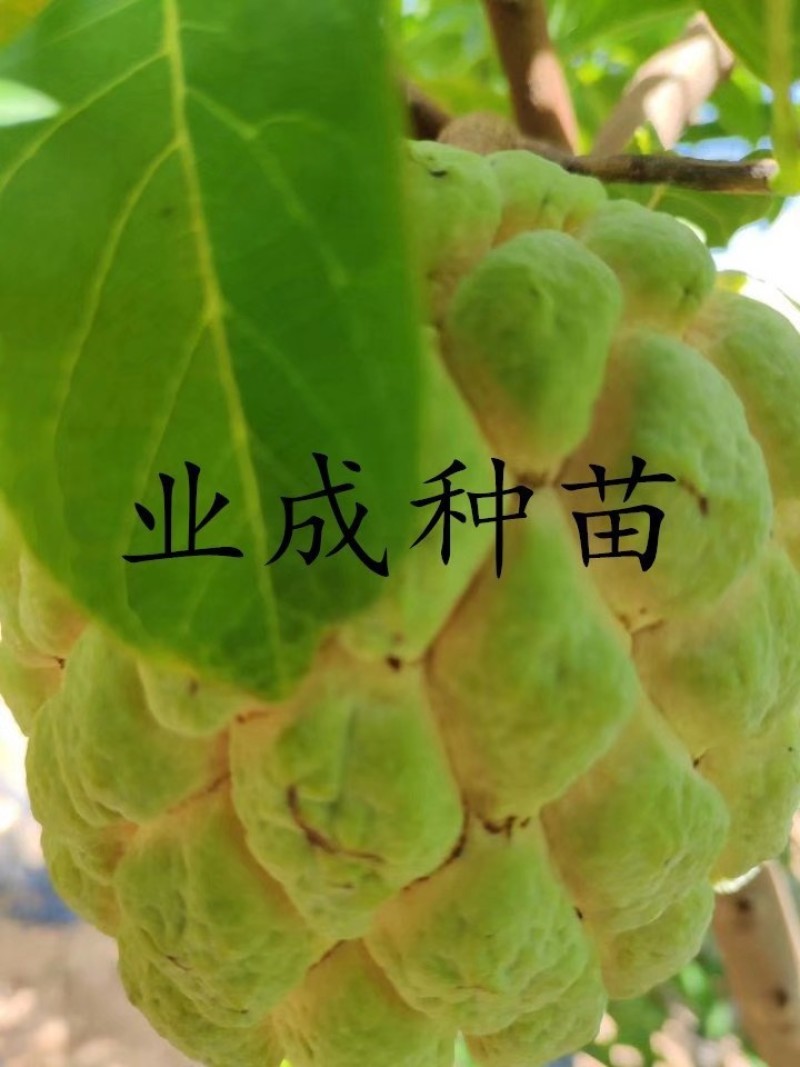泰国大目释迦苗番荔枝苗释迦果苗樟林林檎牛奶释迦果