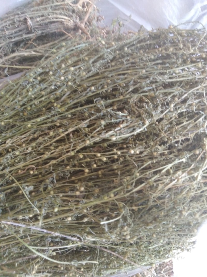 百蕊草，，麦黄草，沮草，，，野生干货，保证质量，长期有货