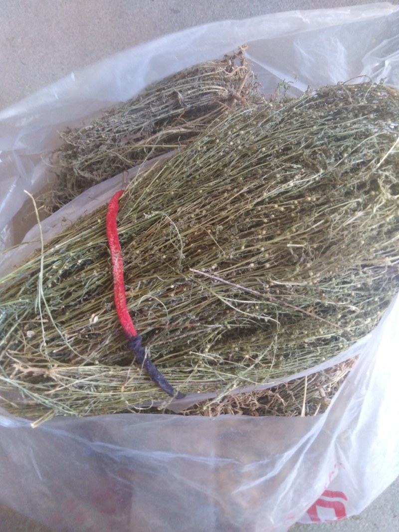 百蕊草，，麦黄草，沮草，，，野生干货，保证质量，长期有货