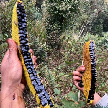 缅甸边界生态黑蜂蜜土蜂蜜