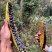 缅甸边界生态黑蜂蜜土蜂蜜