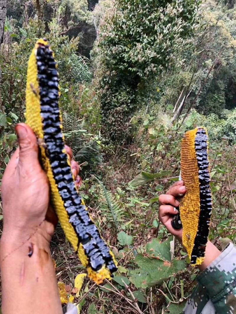 缅甸边界生态黑蜂蜜土蜂蜜
