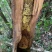 缅甸边界生态黑蜂蜜土蜂蜜