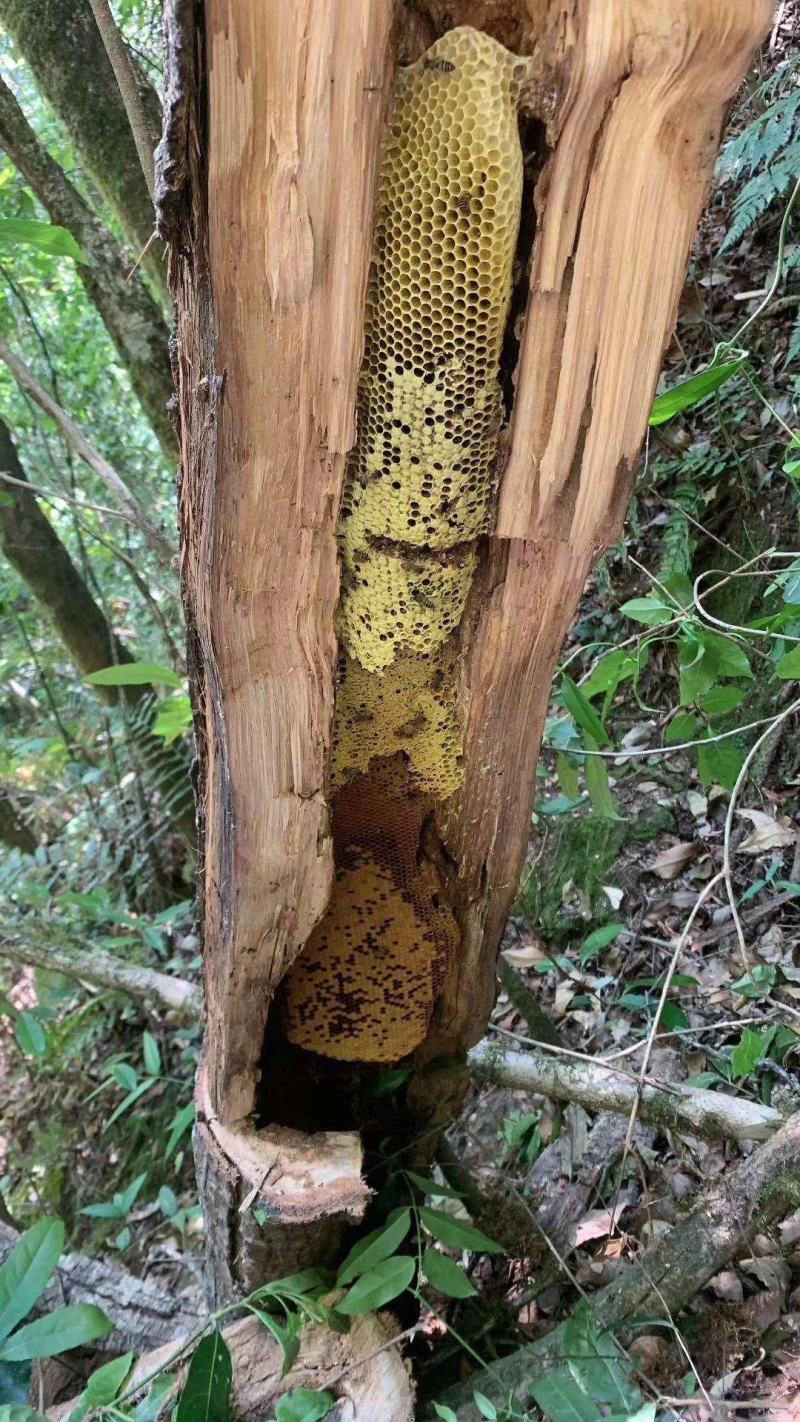 缅甸边界生态黑蜂蜜土蜂蜜