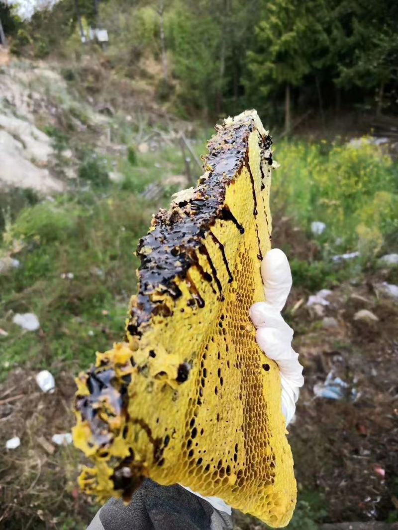 缅甸边界生态黑蜂蜜土蜂蜜