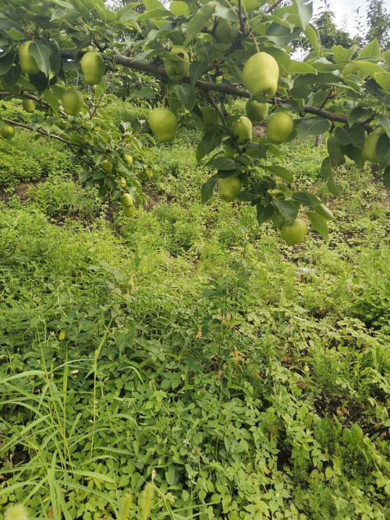 辽宁省海城市早酥梨大量上市中