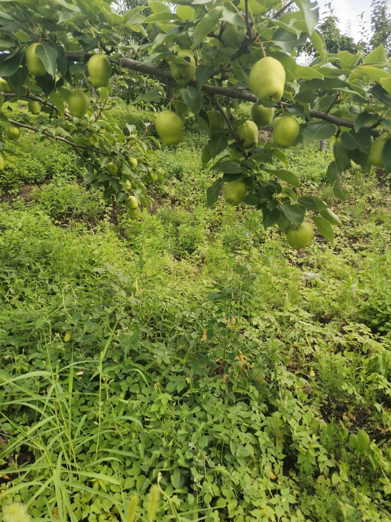辽宁省海城市早酥梨大量上市中