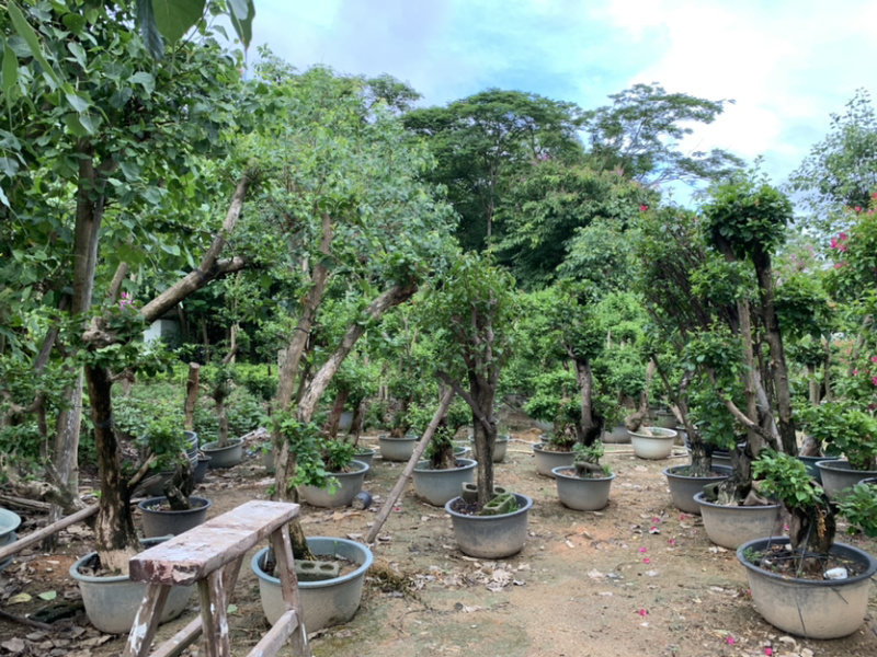 大量出售紫花、水红三角梅，美化小区，公路绿化带。