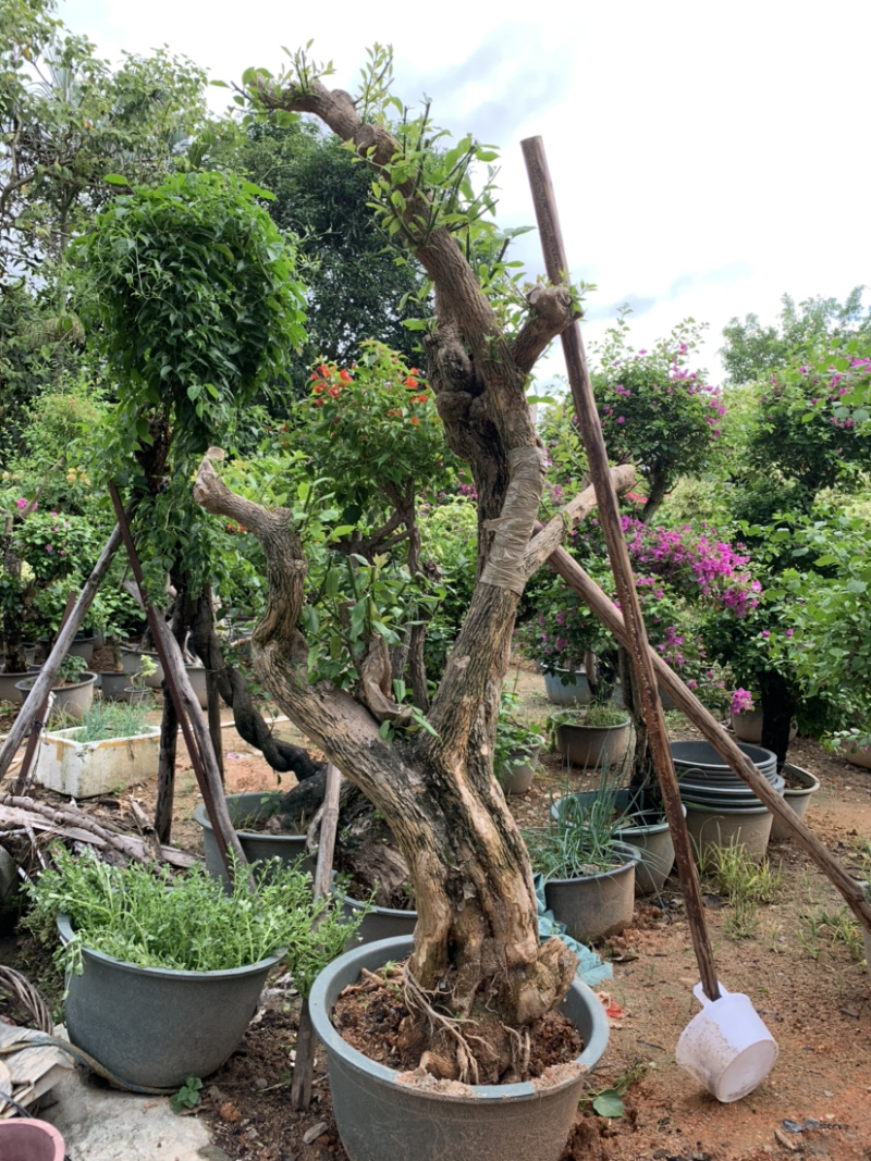 大量出售紫花、水红三角梅，美化小区，公路绿化带。