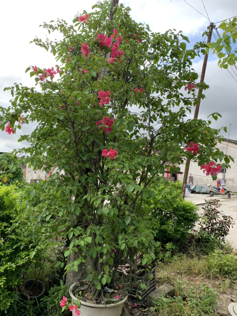 大量出售紫花、水红三角梅，美化小区，公路绿化带。