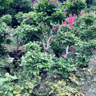 大量出售紫花、水红三角梅，美化小区，公路绿化带。