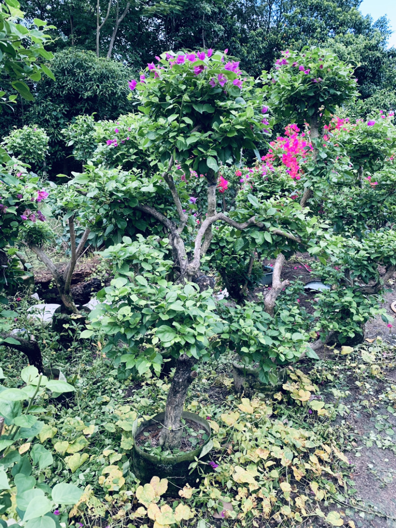 大量出售紫花、水红三角梅，美化小区，公路绿化带。