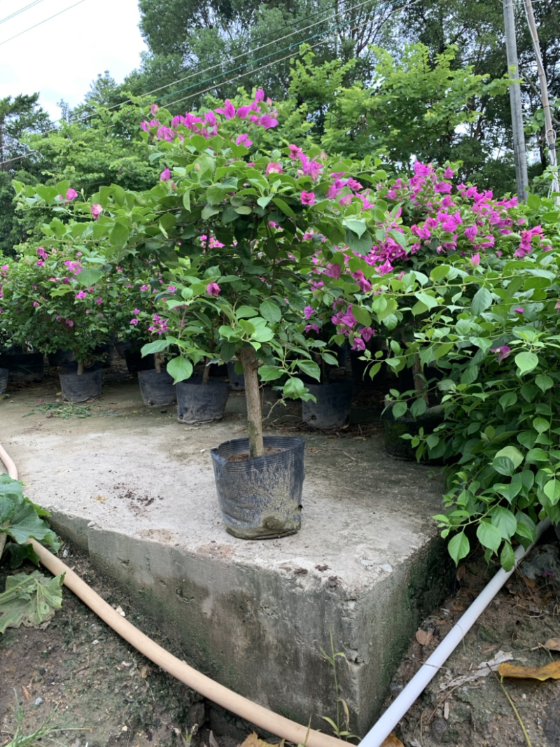 大量出售紫花、水红三角梅，美化小区，公路绿化带。