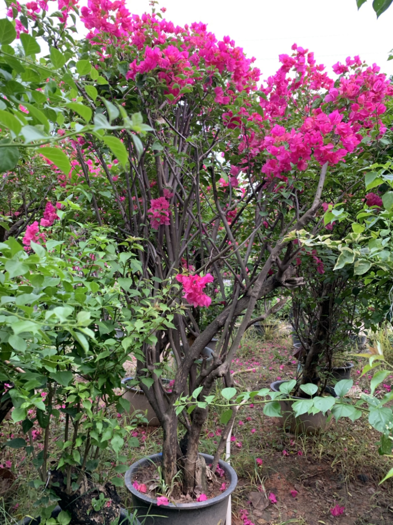 大量出售紫花、水红三角梅，美化小区，公路绿化带。