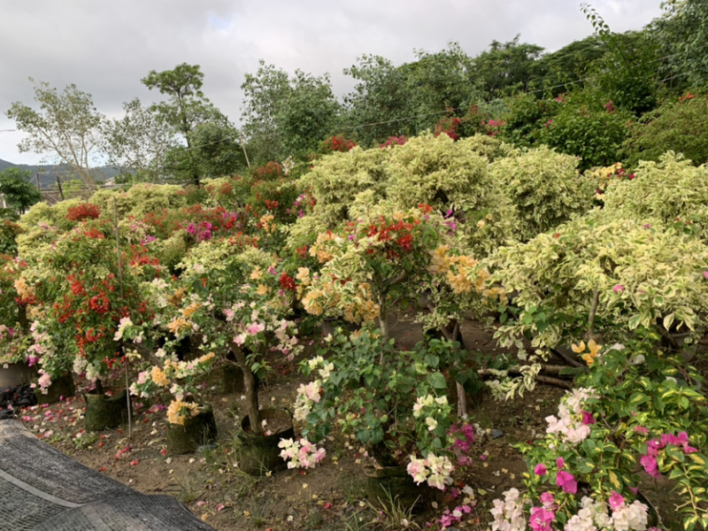 大量出售紫花、水红三角梅，美化小区，公路绿化带。
