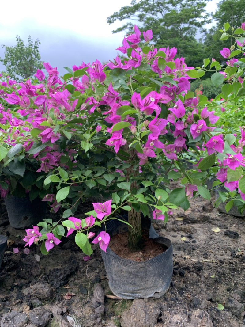 大量出售紫花、水红三角梅，美化小区，公路绿化带。
